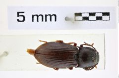 Foto (Dorsalansicht) von Selatosomus (Warchalowskia) longvinenkoae (Dolin, 1982) (NHMW-ZOO-COL-0008389)